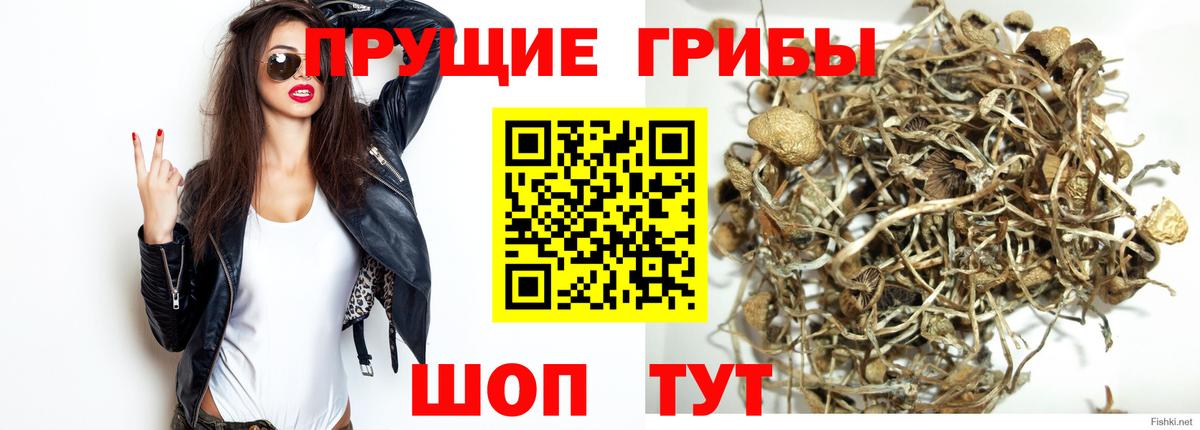 Коммунар  Псилоцибиновые грибы ЛСД  Вход с VPN  Галлюциногенные грибы Psilocybe 